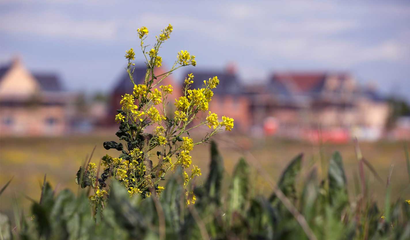 wild flowers at wintringham