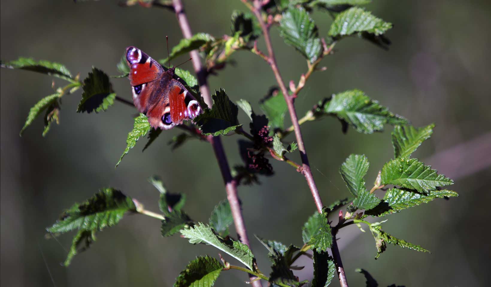 Fruiting trees