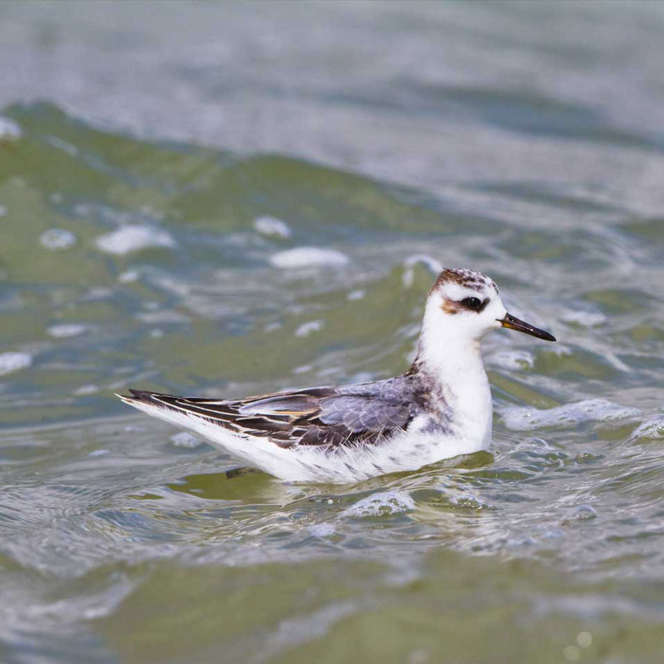 Bird at Grafham Water