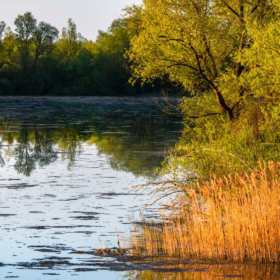 Featured image for “Paxton Pits Nature Reserve”