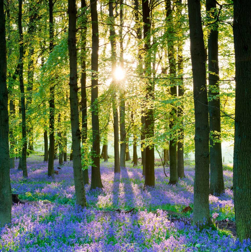 West Cambridgeshire Hundreds - bluebells in woodland