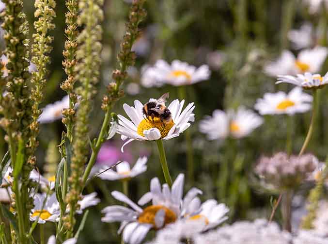 Bee on wild flowers