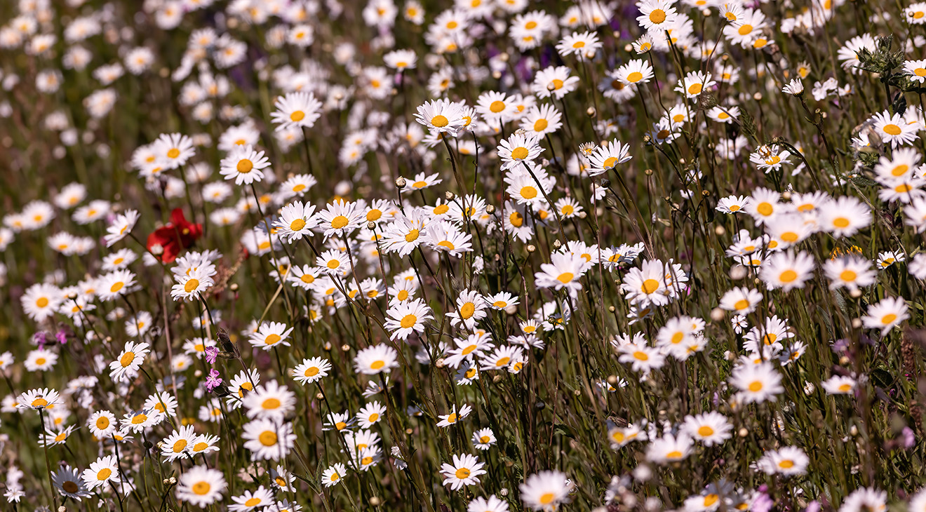 Wild flowers